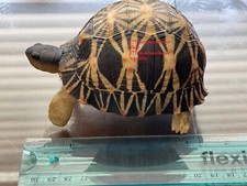 Lifelike Very Cute Radiated Tortoise Statue Reptile resin Figure Decor 5 inch picture
