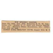 Sunny Side Poultry Farm Big Sturdy Chicks Copper Hill NJ 1922 Magazine Ad AF2-T4 picture