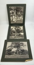 3 antique 1890’S J.N. Chamberlain Albumen PHOTOS Miami Florida scenery Banyan picture