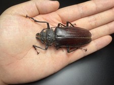 Insect,Beetle Cerambycidae: omotagus lacordairei   A1 74mm+ | W.Papua[Very Rare] picture