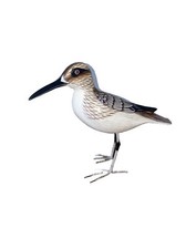 SANDPIPER METAL LEGS HAND CARVED WOOD TROPICAL SCULPTURE BIRD DECOR picture