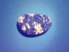 Fluorescent Sodalite ( Yooperlite )   0.7 oz.    A Nice, Bright, Small, Stone  picture