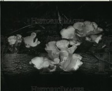 1981 Press Photo In the still of the swamp, Brownell Memorial Park - noa49126 picture