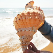 Natural Rubeta Conch Shell Sea Snail Gift Home Fish Tank Ornament 22-23cm picture