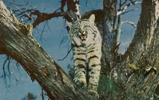 Vintage Cat Postcard  A WILDCAT IN TREE   UNPOSTED CHROME 5.5 x 3.5 picture