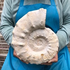 4.62 LB Natural White Ammonite Fossil Specimen Home Decor Healing Stone 5782 picture