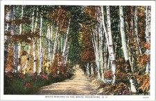 White Birches Road White Mountains NH Vintage Postcard 1933 Curt Teich picture
