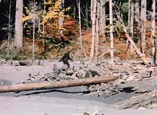 Roger Patterson & Bob Gimlin Bigfoot 8.5