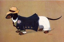 Dachshund 