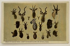 Vintage Postcard, Albert's Buckhorn Saloon, San Antonio, Texas picture