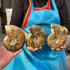 3pcs 4.22LB Polishing and Restoration of Natural Conch Specimens Madagascar 4689 picture