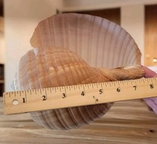 Tonna Shell Large Gorgeous XL SNAIL organic Found Ocean Seashell Specimen 7.75