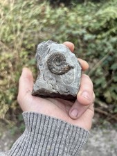 Grammoceras Sp. Jurassic Fossil Ammonite Whitby, Yorkshire Coast, England picture