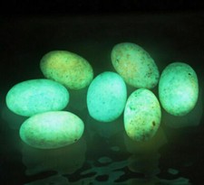20 pcs Glow In The Dark Tibetan Wealth God Ancient Luminous Egg Old Dzi Bead picture