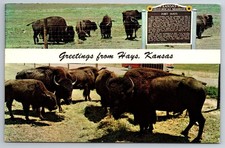 KS, Hays, Greetings, Buffalo, Vintage Postcard picture