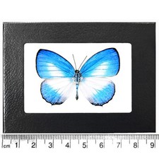 Jamides aruensis blue white butterfly Indonesia framed picture