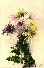 Chrysanthemum Flowers Artist Signed HB Divided Back Postcard c1910s Unused picture