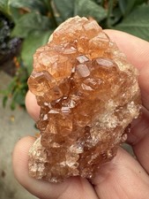 Fine Gemmy Grossular Garnet Crystals on 2 Sides Of Matrix, Jeffrey Mine, Canada picture