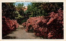 AZALEA WALK, WORMSLOE GARDENS, SAVANNAH Postcard picture