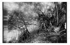 Jupiter Narrows Florida 1880 Mangroves Aerial Roots Palmetto Standard Postcard picture