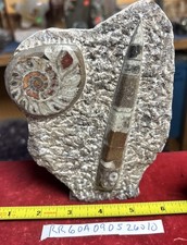 Beautiful Polished Orthoceras and Ammonite Fossil Display Piece 400 Mil Yrs. picture