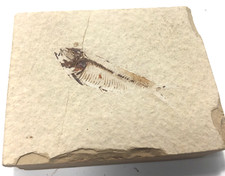 Nice Little 50 Million Year OLD Diplomystus FISH Fossil picture