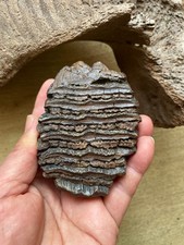 370g  Beautiful Clear texture landscape stone picture
