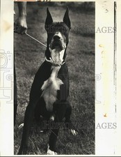 1982 Press Photo St. Bernard Canine Campus Great Dane dog up for adoption picture