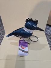 Songbird Bluejay  picture