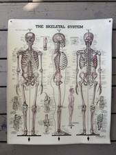 Vintage 1981 The Skeletal System Anatomical Chart Co Peter Bachin Poster 20x26 picture