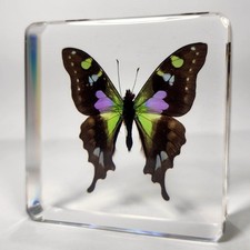 Rare Purple Spotted Swallowtail Butterfly in Resin, Graphium Weiskei picture