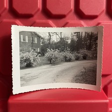 Bushes Along Driveway By House 4 1/2 x 3 1/4 Photograph B Vintage 1950s picture
