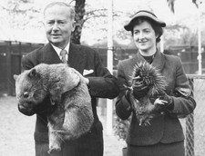Australian High Commissioner Sir Thomas White Holding A Wombat & Daug 1954 PHOTO picture
