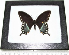 Papilio troilus REAL FRAMED BUTTERFLY BLUE BLACK SPICEBUSH SWALLOWTAIL USA picture