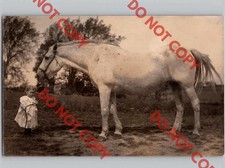 c1915 Cute Little Girl w/ Huge White Horse Stallion Beautiful RPPC Real Photo picture