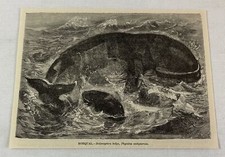1885 book engraving ~ RORQUAL whale picture