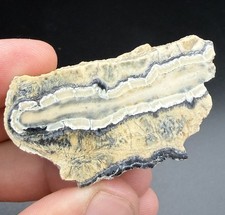 ICE AGE MAMMAL TOOTH PARTIAL CROSS SECTION POLISHED picture