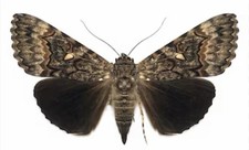 JS13 - Catacola epione Underwing Moth 1 picture