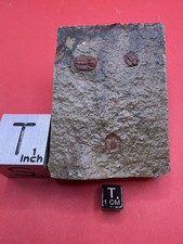 Trilobites- Amphyxina bellatula- Ordovician- Maquoketa Fm.- Pike Co., Missouri picture