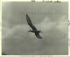1978 Press Photo A bird is photographed with his dinner by a passing helicopter picture