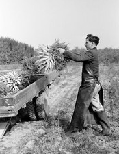 1938 Worker Loading Carrots on a Wagon, New Jersey Old Photo 8.5