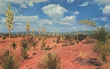 Postcard NM: Desert Yucca New Mexico State Flower, Spanish Bayonet picture