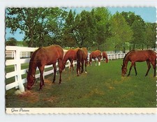 Postcard Green Pastures picture