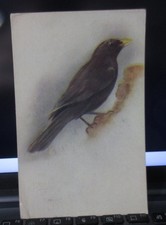 Vintage Postcard 