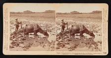 Philippines 1900 Filipino Farmer Water Buffalo Rice Field Preparation picture