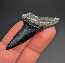 Beautiful Real Large Glossy 1.85