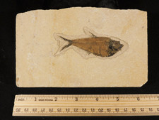 50 Million Year Old Diplomystus FRY FISH Fossil From Fossil LAKE Wyoming 594gr picture