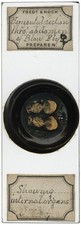 Antique microscope slide by Enock - Sections thru Blow Fly Abdomen, Deep Cell picture