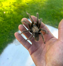 Live Western Desert Tarantula (unsexed) 2-3