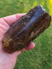 Stunning Fresh Jaw Mandible Tylosaurus Rex TX Ozan Fossil Mosasaur  picture
